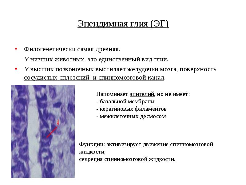 Основные свойства нервной ткани