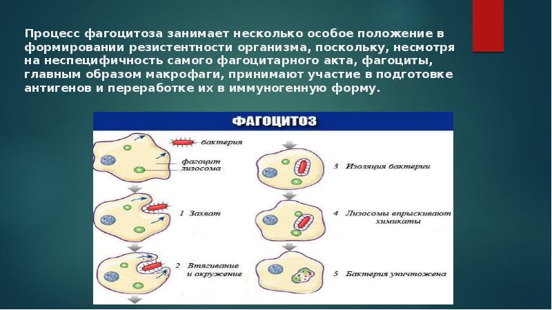 К фагоцитозу наименее способны