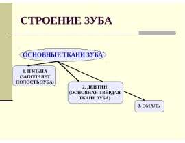 БИОХИМИЯ ЗУБА
