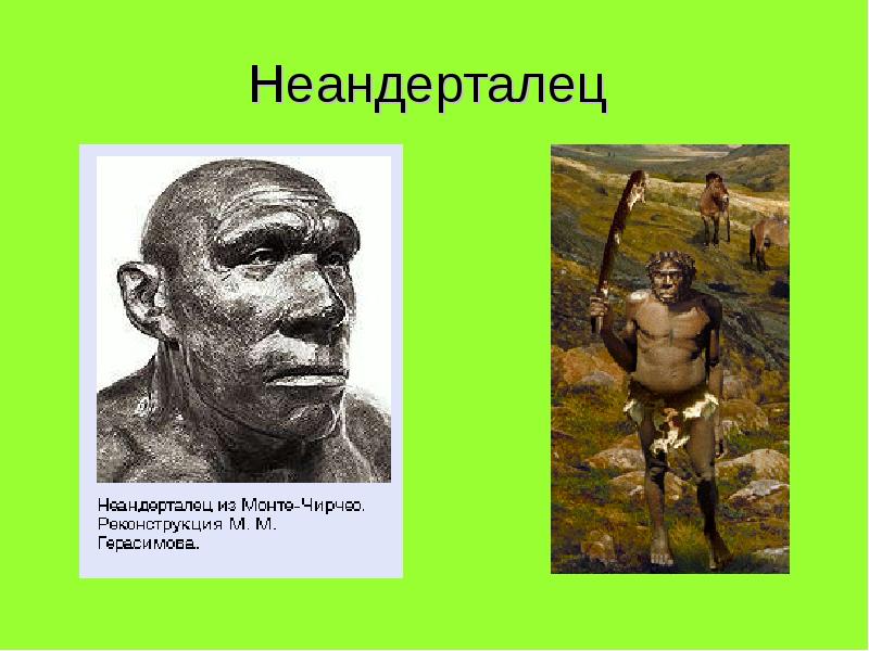 Особенности строения неандертальца. Анатомия неандертальцев. Неандерталец и кроманьонец. Человек неандерталец образ жизни. Неандерталец кроманьонец образ жизни.