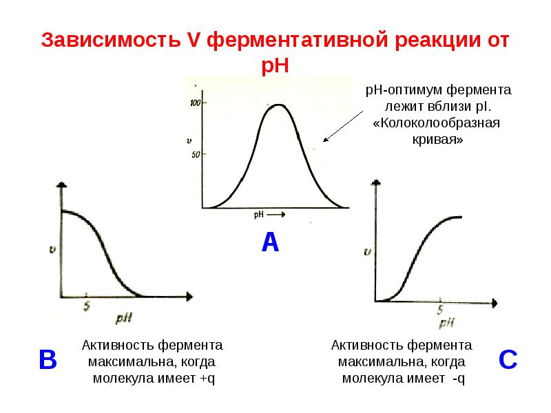 Графики активности ферментов. График зависимости скорости ферментативной реакции от PH среды. Зависимость скорости ферментативной реакции от PH среды. Зависимость скорости ферментативной реакции от концентрации PH. Зависимость скорость ферментаиивнойрреакции от концентрации PH.