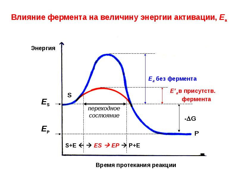 Влияние ферментов