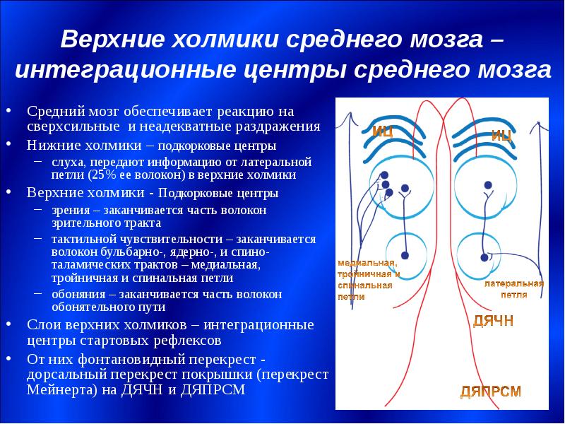 Верхние холмики мозга. Подкорковые центры слуха. Подкоровой центр слуха. Интеграционный центр среднего мозга это. Подкорковые центры слуха (2).