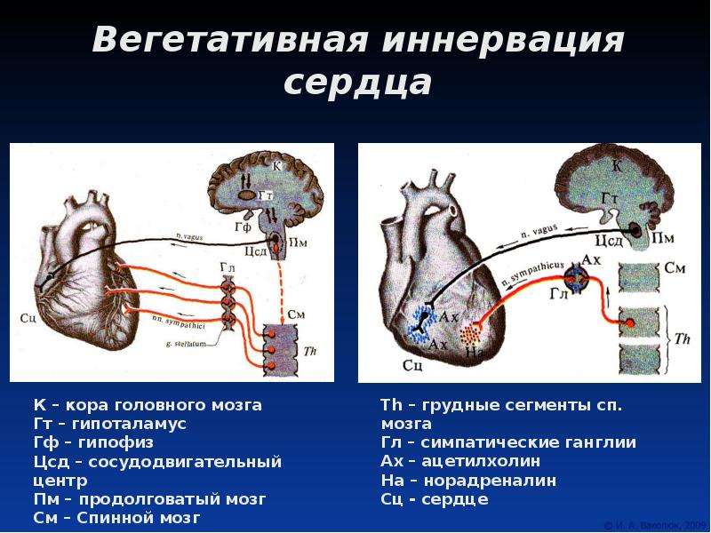 Иннервация сердца схема