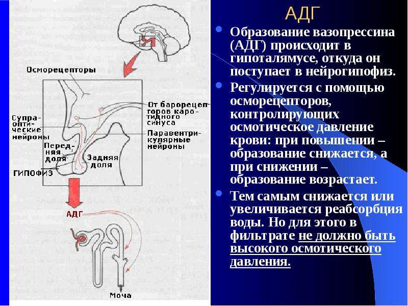 Вазопрессин диурез. Вазопрессин (антидиуретический, АДГ) функции. При увеличении секреции вазопрессина диурез. АДГ вазопрессин. При увеличении секреции вазопрессина (АДГ) диурез:.