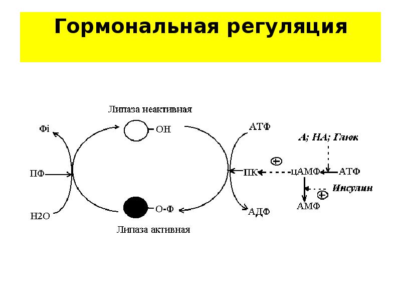 Эндокринная регуляция