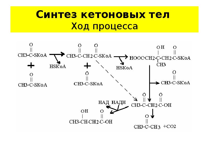 Теле синтез. Ключевой фермент синтеза кетоновых тел. Синтез кетоновых тел, последовательность реакций. Реакции синтеза кетоновых тел. Биосинтез кетоновых тел схема.