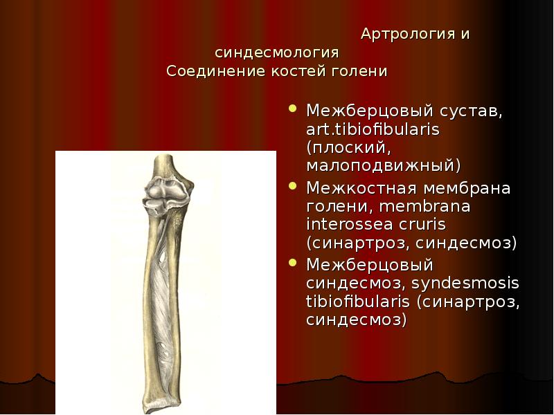 Артрология анатомия презентация