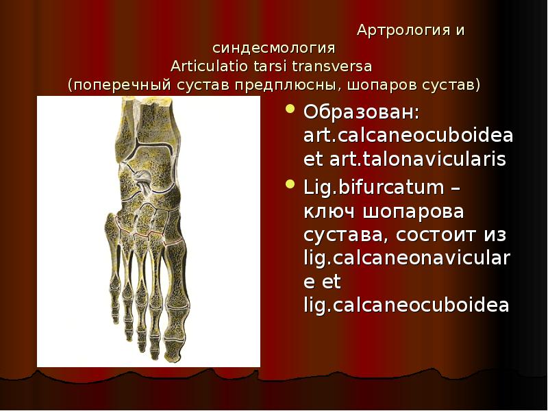 Сустав шопара анатомия