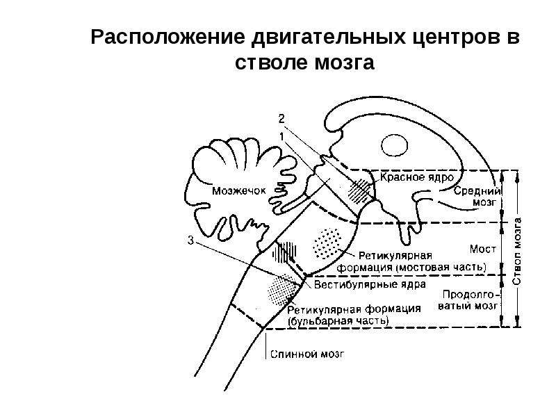 Схема двигательного акта