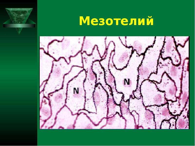 Мезотелий рисунок гистология