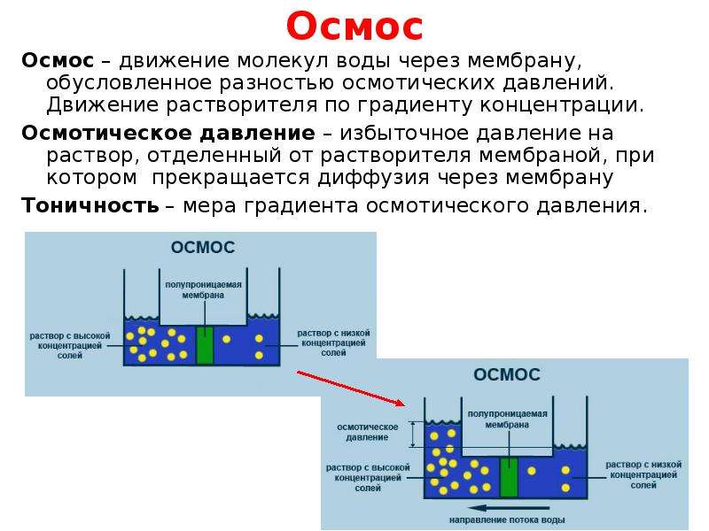 Схема осмоса через мембрану