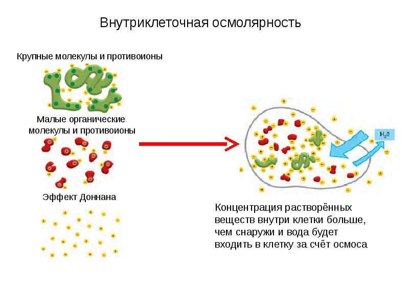 Осмолярность. Внутриклеточная жидкость. Перемещение веществ внутри клетки. Осмолярность клетки это. Осмолярность осмолялность.