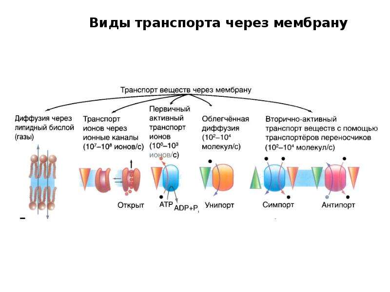 Транспорт веществ через мембрану