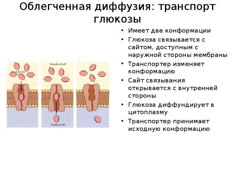 Облегченная диффузия