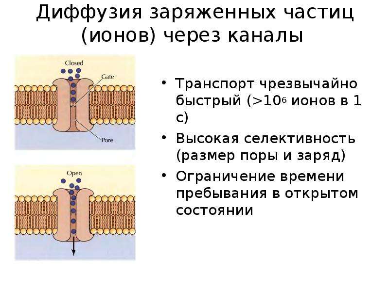 Ионы через мембрану