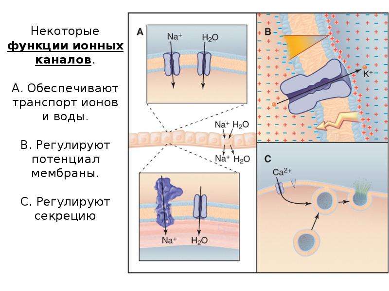 Ионы через мембрану