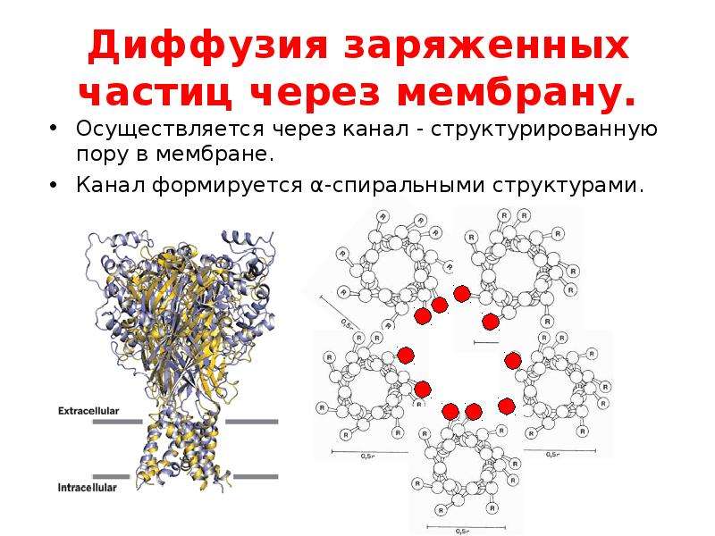 Диффузия через мембрану