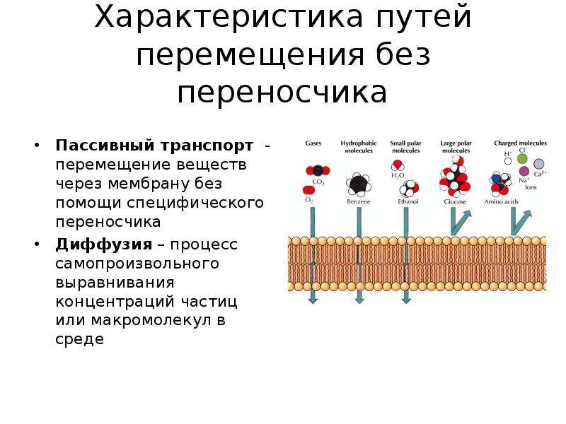 Перемещение веществ. Транспорт с помощью переносчиков. Пути перемещения веществ без помощи специфического переносчика. Диффузия с помощью переносчика. Пассивный транспорт веществ через мембрану описывается уравнениями:.