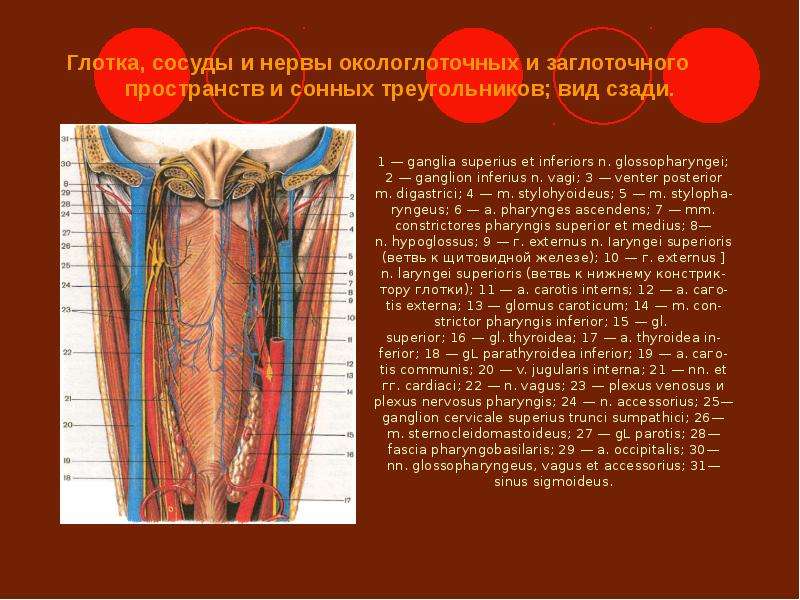 Клиническая анатомия. Окологлоточное пространство артерии.