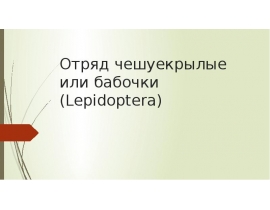 Отряд чешуекрылые