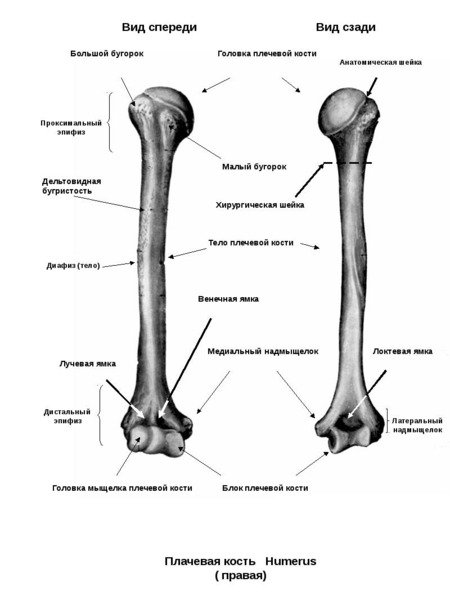 Плечевая кость латынь. Анатомия плечевой кости Синельников. Плечевая кость анатомия человека строение. Строение плечевой кости на латыни. Плечевая кость дельтовидная бугристость.