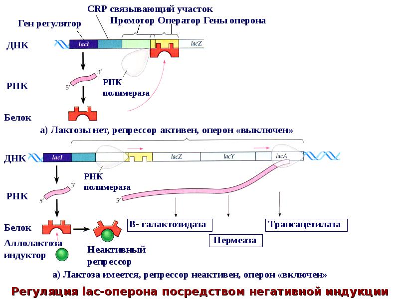 Экспрессия генов