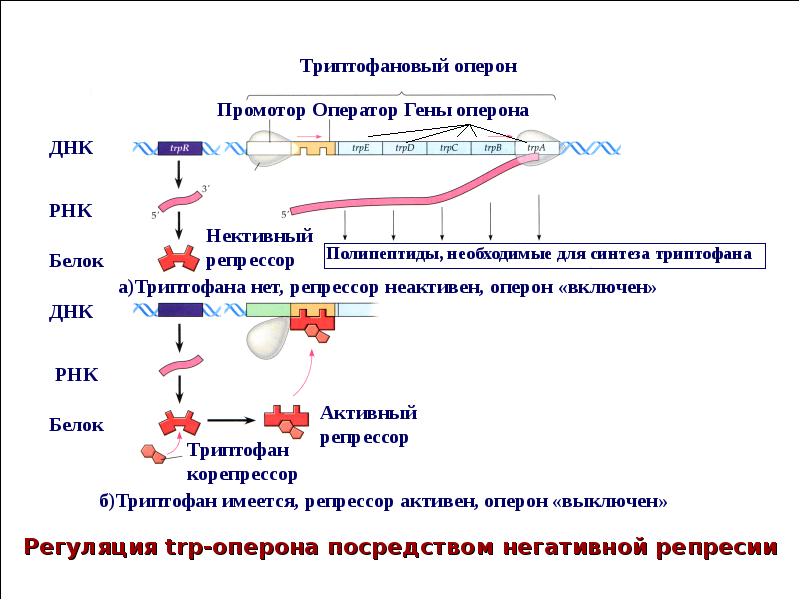 Днк бактерий и эукариот. Схема триптофанового оперона у e.coli. Триптофановый оперон гены. Экспрессия генов оперон. Экспрессия Гена (схема процесса синтеза).