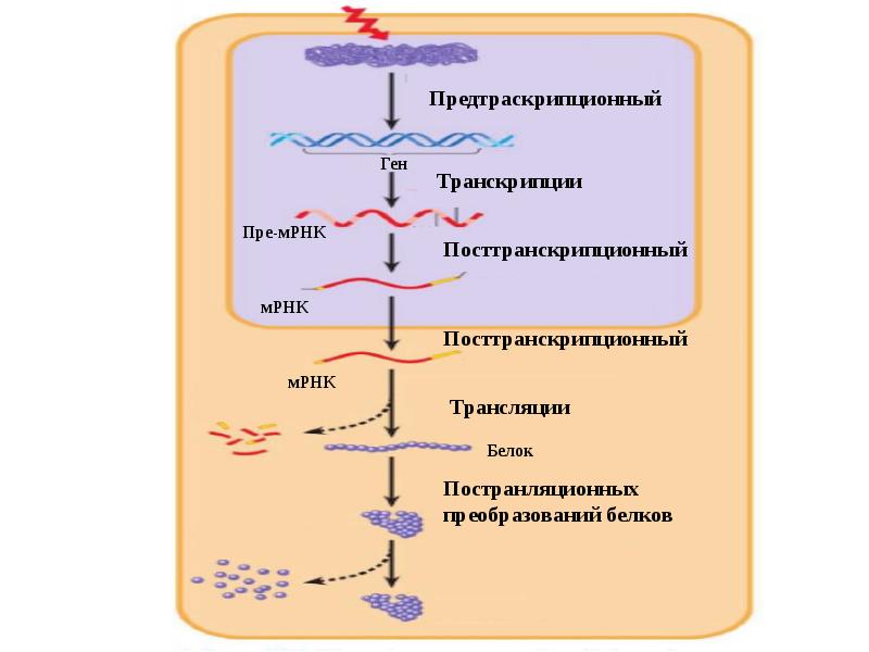 Что такое экспрессия генов