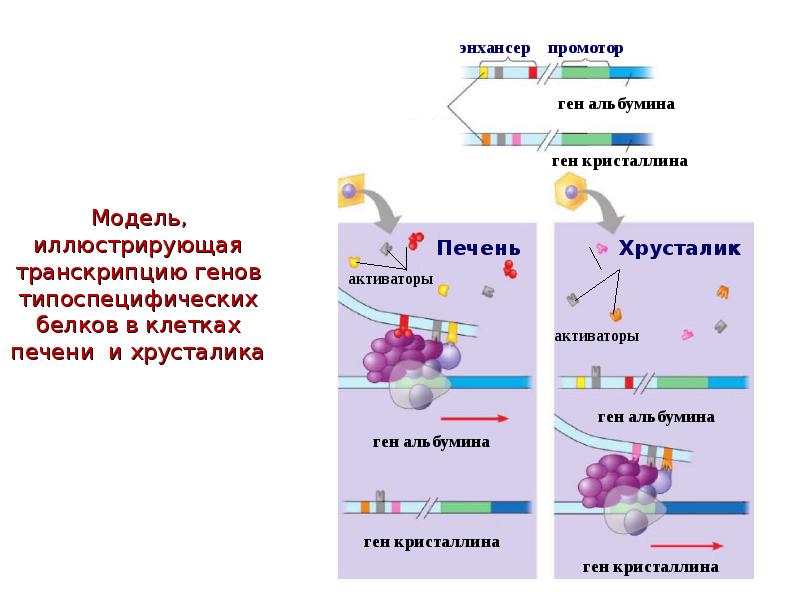 Экспрессивность генов