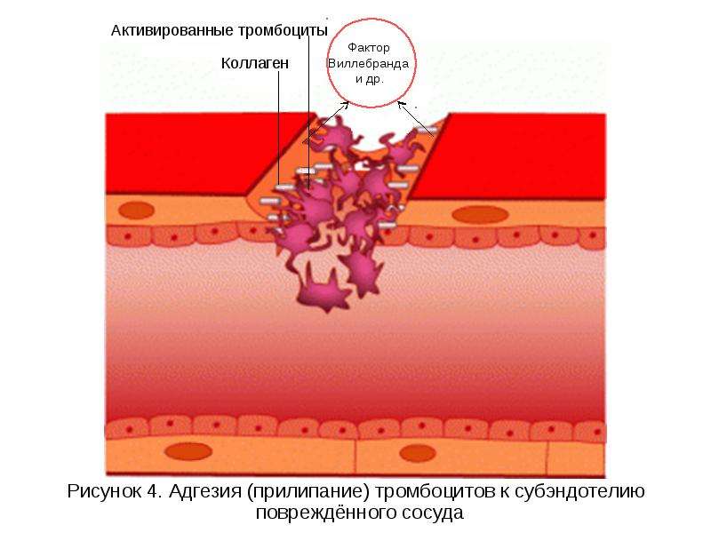 Как называется прилипание тромбоцитов к сосудистой стенке