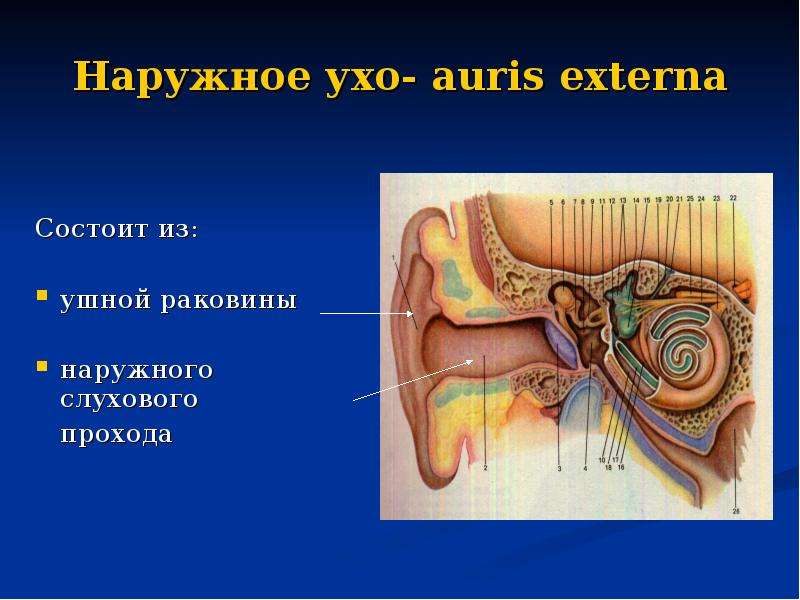 Клиническая анатомия уха