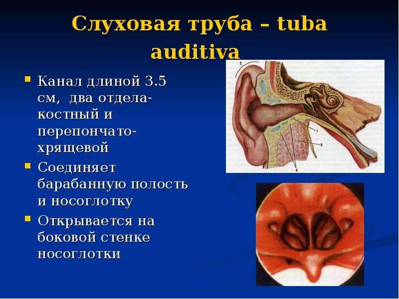 Слуховая труба картинки