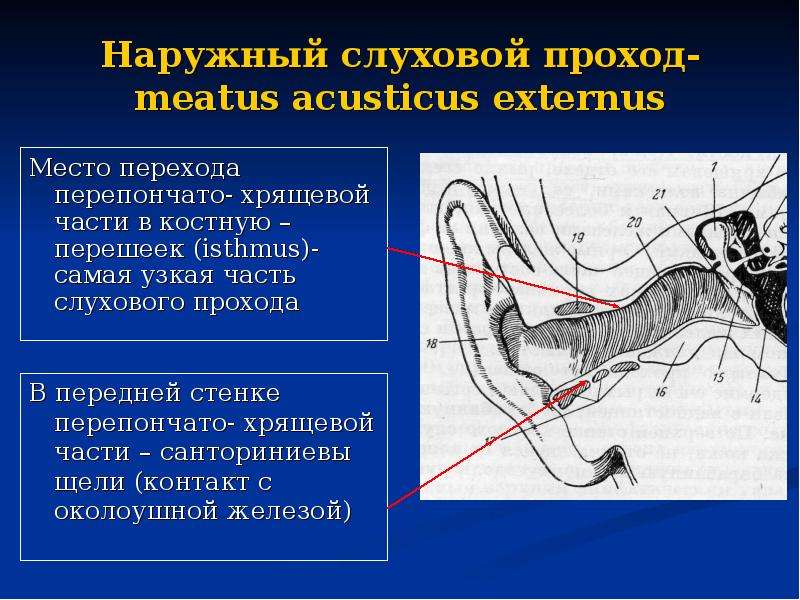 Наружный слуховой проход картинка