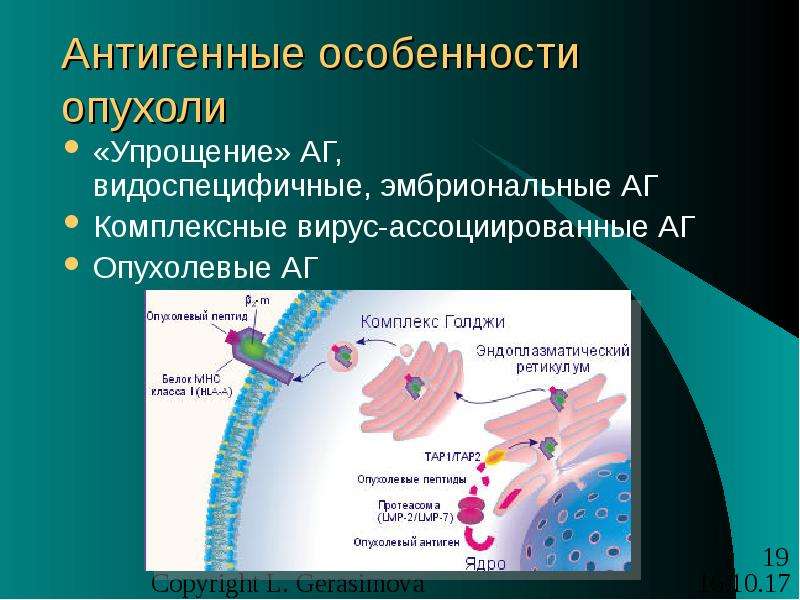 Дефекты процессинга и презентации опухолевых аг