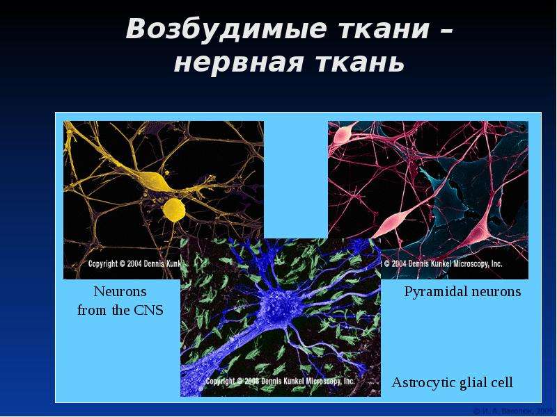 Физиология возбудимых тканей презентация