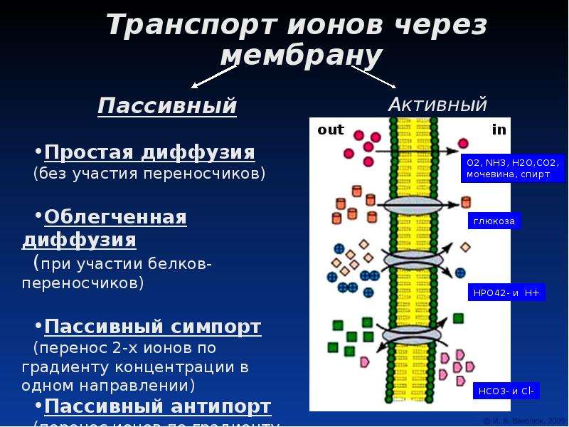 Виды ионного транспорта