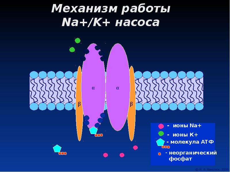 Мембрана возбудимой клетки. K+/na+-насос. Na k насос механизм. Механизм работы na k насоса. Насосы в клеточной мембране.