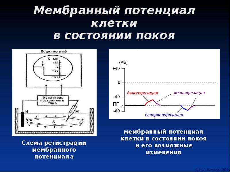 Мембранный потенциал покоя