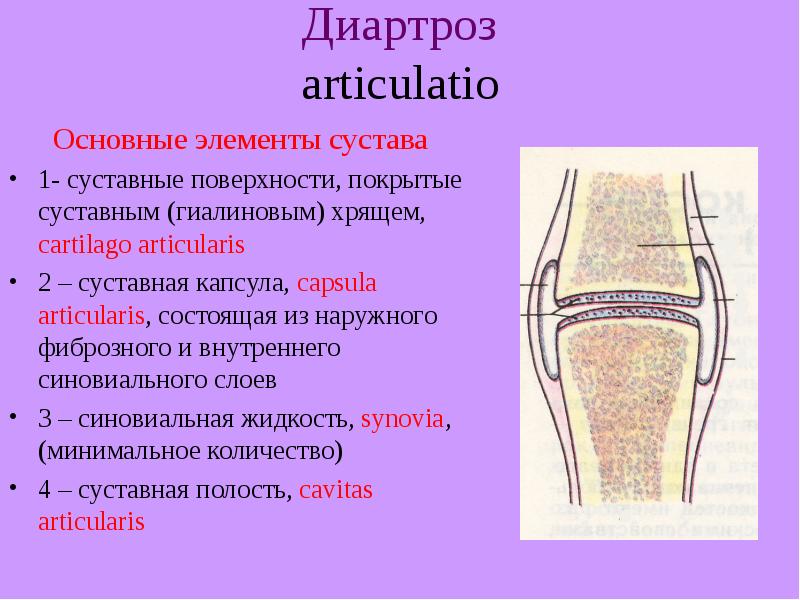 Артрология. Соединения костей диартрозы. Прерывные соединения костей диартрозы. Артрология основные элементы сустава. Перечислите основные элементы сустава.