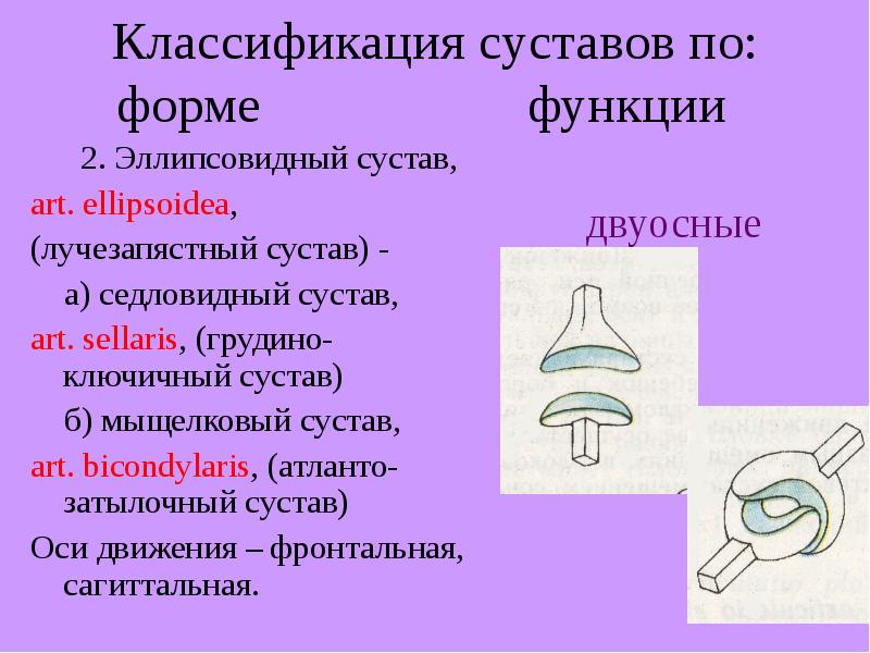 Классификация суставов. Классификация суставов по форме. Классификация суставов по форме и функции. Классификация суставов по функции. 2 Классификация суставов.