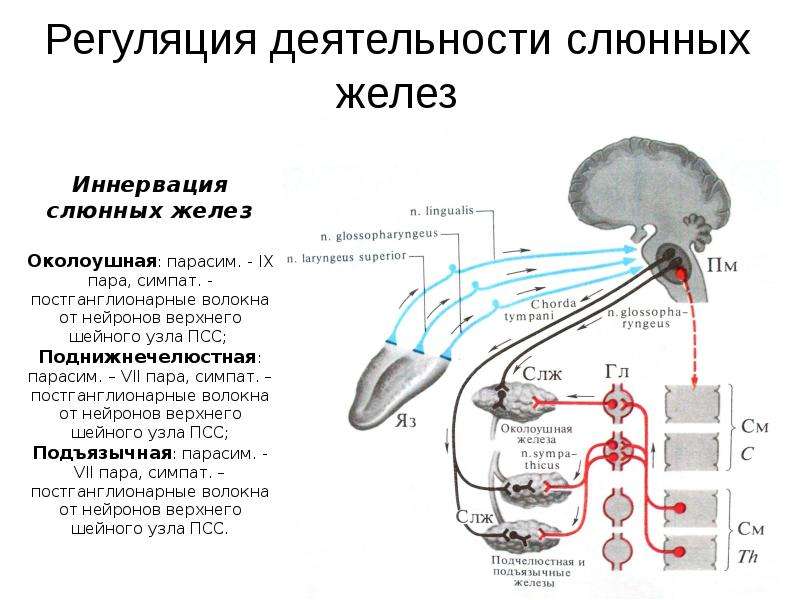 Железа слюноотделения