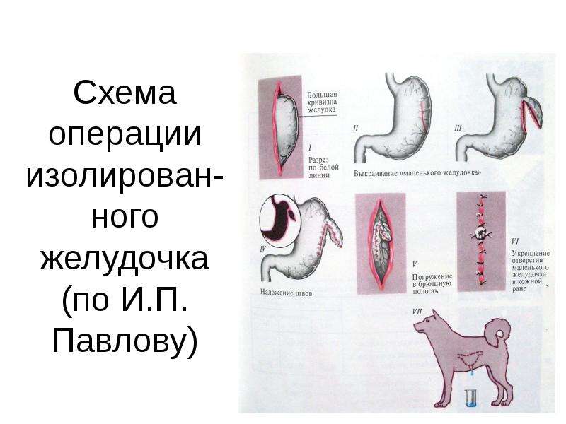 Схема формирования малого экспериментального желудочка по павлову