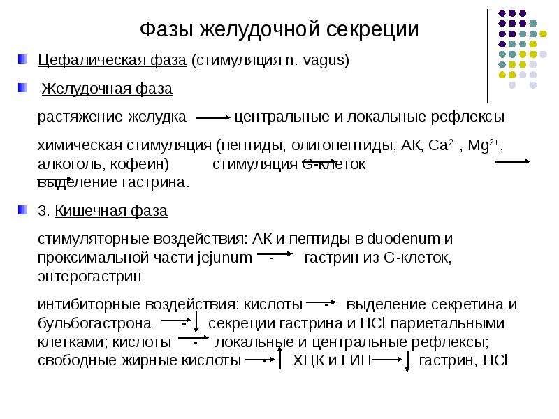 Фазы желудочной секреции презентация