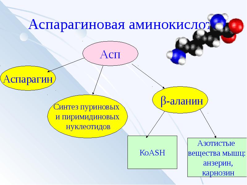 Вещества мышц