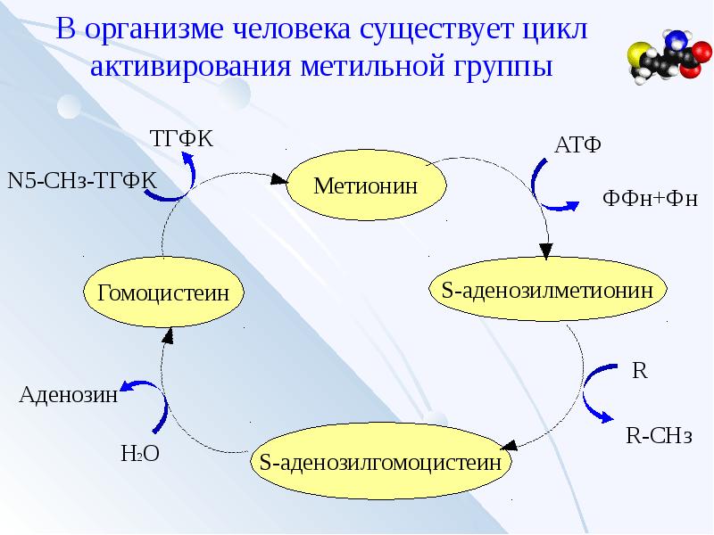 Цикл имеется