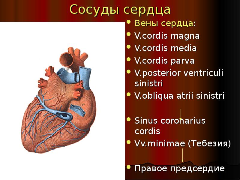 Вен сердца. Сосуды сердца. Собственные вены сердца.