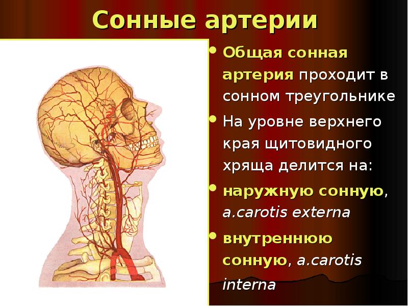 Где находится общая сонная артерия. Общая Сонная артерия. Ветви общей сонной артерии. Общая Сонная артерия делится. Сонная артерия делится на уровне.