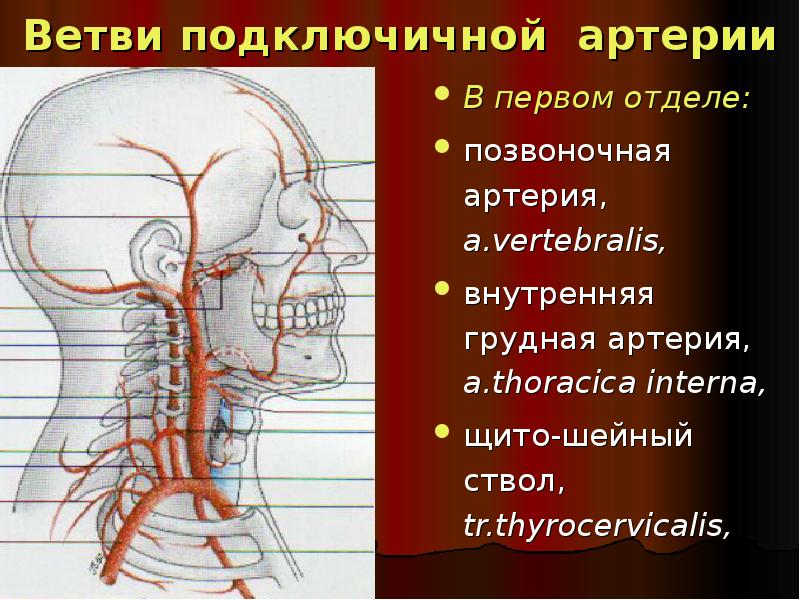 Ветви правой подключичной артерии схема