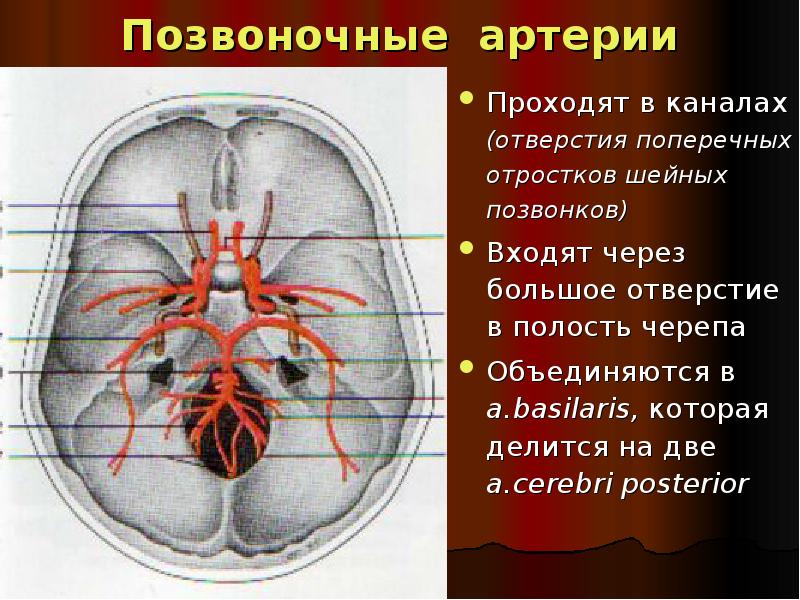 Позвоночная артерия является ветвью